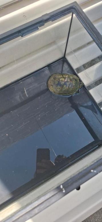 Moerasschildpad met aquarium  beschikbaar voor biedingen