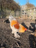 Brahma haan, Mâle, Poule ou poulet