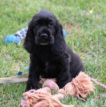 Chiots cockers anglais, Plusieurs, Parvovirose, Belgique, Plusieurs animaux