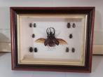 Taxidermy, Verzamelen, Dierenverzamelingen, Ophalen of Verzenden, Nieuw, Insect, Opgezet dier