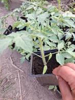 Plants de légumes bio 1€/plant, Tuin en Terras, Ophalen