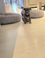 Super mooie blauwe Amerikaanse Stafford pup reu, Dieren en Toebehoren, Parvo, België, Reu, 8 tot 15 weken