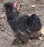 Coq de soie 1an, Mâle, Poule ou poulet