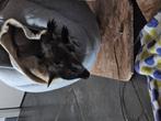 Wallaby kangoeroe groot brengen met de fles, Dieren en Toebehoren, Januari