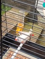 Mandarins avec cage, Animaux & Accessoires, Oiseaux | Oiseaux Autre, Plusieurs animaux