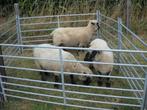Ooien kruising Hampshire down, Vrouwelijk, Schaap, 3 tot 5 jaar