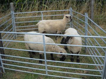 Ooien kruising Hampshire down beschikbaar voor biedingen
