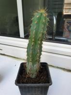 Cactus, Tuin en Terras, Ophalen