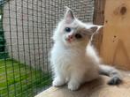 Munchkin kitten zoekt nog een huisje, Dieren en Toebehoren, Katten en Kittens | Raskatten | Langhaar, Poes, Gechipt, 0 tot 2 jaar