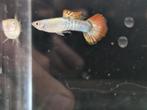 Platinum Blue Tiger red tail guppy