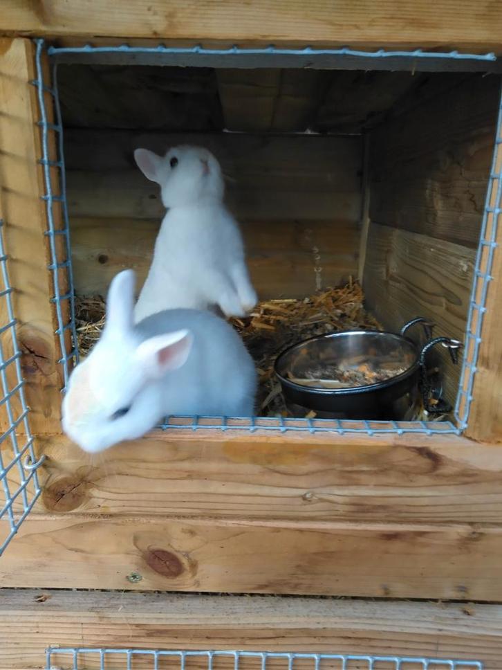 Kleurdwerg konijntjes, Dieren en Toebehoren, Konijnen, Klein, Vrouwelijk