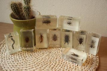 Taxidermie Opgezette Insecten in hars beschikbaar voor biedingen