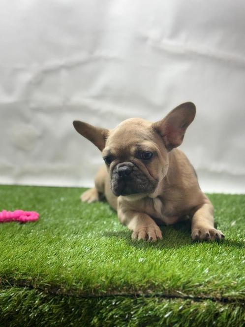 Franse bulldog pups, Dieren en Toebehoren, Honden | Bulldogs, Pinschers en Molossers, Meerdere dieren, Bulldog, Fokker | Professioneel