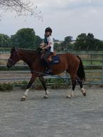Recreatieve merrie van 4 jaar oud, gekruist door freiberger, Dieren en Toebehoren, Merrie, Gechipt, Zadelmak, 3 tot 6 jaar
