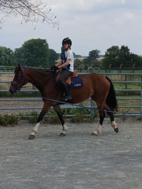 Recreatieve merrie van 4 jaar oud, gekruist door freiberger, Dieren en Toebehoren, Paarden, Merrie, Zadelmak, 160 tot 165 cm, 3 tot 6 jaar