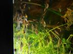 Endler guppies mix, Dieren en Toebehoren