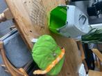 Katten reismand transportbox, Dieren en Toebehoren, Ophalen, Zo goed als nieuw