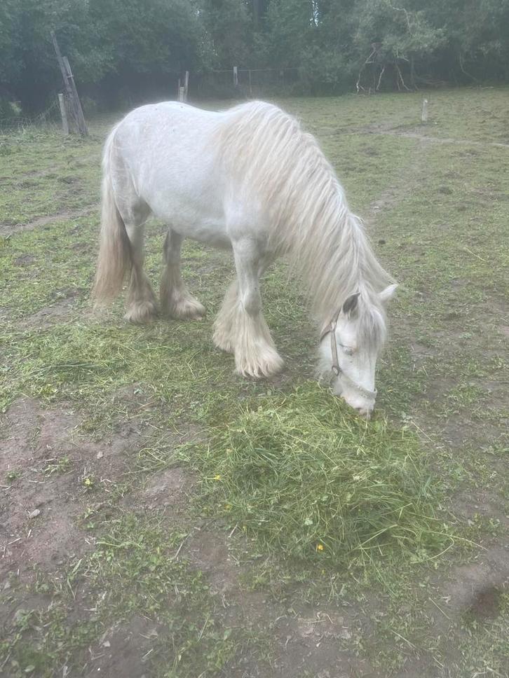 Lieve tinker te koop, Dieren en Toebehoren, Pony's, Merrie, Niet van toepassing, D pony (1.37m tot 1.48m), Recreatiepony, 3 tot 6 jaar