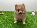Pomeriaan pups, België, Keeshond, 8 tot 15 weken, CDV (hondenziekte)