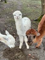 Alpaca hengstje, Mannelijk