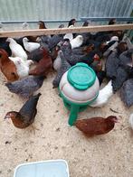 traditionele kippen in 7 kleuren en rassen vanaf 9 euro, Dieren en Toebehoren, Pluimvee, Vrouwelijk, Kip