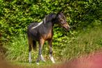 Amha/nmprs hengstveulen, Dieren en Toebehoren, Pony's