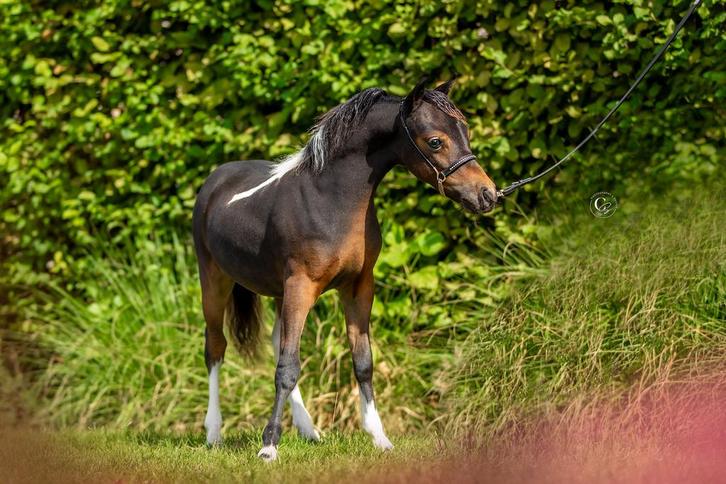 Amha/nmprs hengstveulen, Dieren en Toebehoren, Pony's