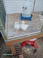 Te koop kippen ( 5 € / stuk ), Dieren en Toebehoren, Pluimvee