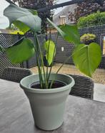 Monstera gatenplant, Ophalen, Nieuw