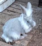 Konijn, Dieren en Toebehoren, Konijnen, Vrouwelijk, Middelgroot, 0 tot 2 jaar