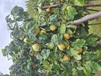 Kwee peren, Tuin en Terras, Ophalen