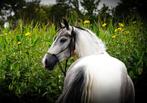 4 jarige d pony zoekt huisje, Dieren en Toebehoren, Paarden, M