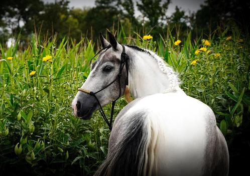 4 jarige d pony zoekt huisje, Dieren en Toebehoren, Paarden, M