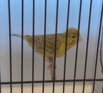 Kanarie man 25€, Dieren en Toebehoren