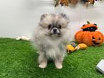 Pomeriaan pups, België, Keeshond, 8 tot 15 weken, CDV (hondenziekte)