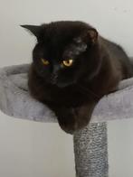 Herplaatser, Poes, Gechipt