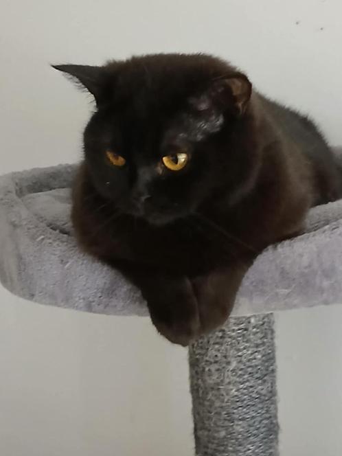 Herplaatser, Dieren en Toebehoren, Katten en Kittens | Raskatten | Korthaar, Poes, Met stamboom, Gechipt, Ontwormd, Ingeënt