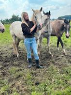 Kudde apart gekleurde 3-4 jarige paarden, Débourré, Vermifugé