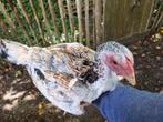 2 mooie shamo hennetjes, Dieren en Toebehoren, Pluimvee