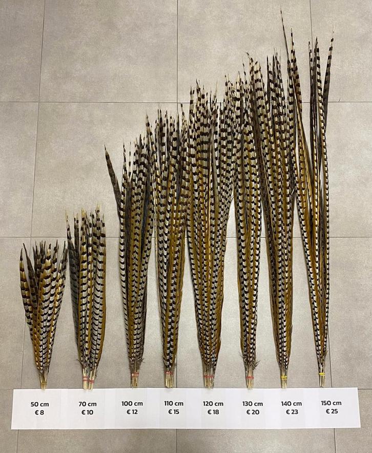 Koningsfazantveren 50-70-100-110-120-130-140-150 cm, Hobby en Vrije tijd, Feestartikelen, Nieuw, Overige typen, Ophalen of Verzenden