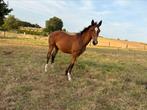 Mooi merrie veulen, Dieren en Toebehoren, Paarden, Hengst, Z