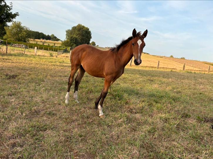 Mooi merrie veulen, Dieren en Toebehoren, Paarden, Hengst, Z
