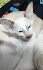 Siamees Choc point White Seychellois meisje met Stamboom, Poes, Gechipt, 0 tot 2 jaar