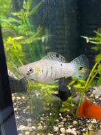 Witte molly met zwarte  accenten