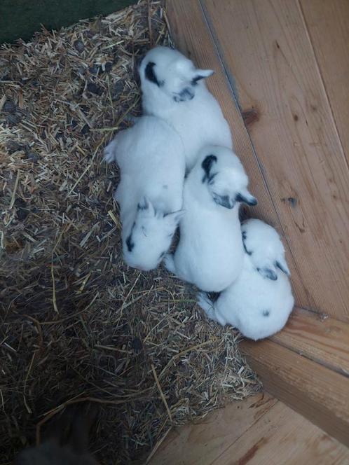 Jonge dwergkonijnen, Dieren en Toebehoren, Konijnen