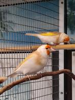 Bruinpastel putters, Dieren en Toebehoren, Geringd