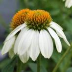 Echinacea Alba, Ophalen, Volle zon