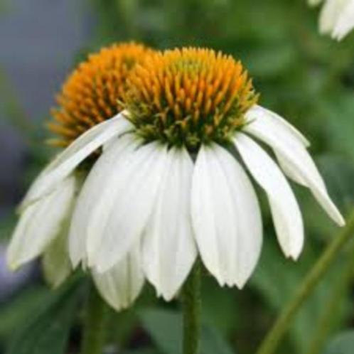 Echinacea Alba, Tuin en Terras, Planten | Tuinplanten, Volle zon, Ophalen