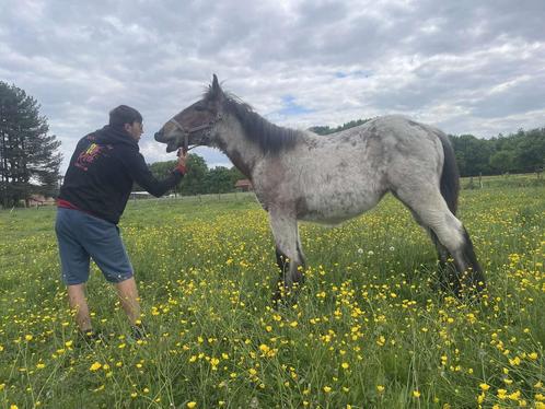 Trekpaard, Dieren en Toebehoren, Paarden, Merrie, 0 tot 2 jaar, Met stamboom, Gechipt, Ontwormd
