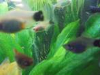 Platy visjes, Dieren en Toebehoren, Vissen | Aquariumvissen, Vis, Zoetwatervis